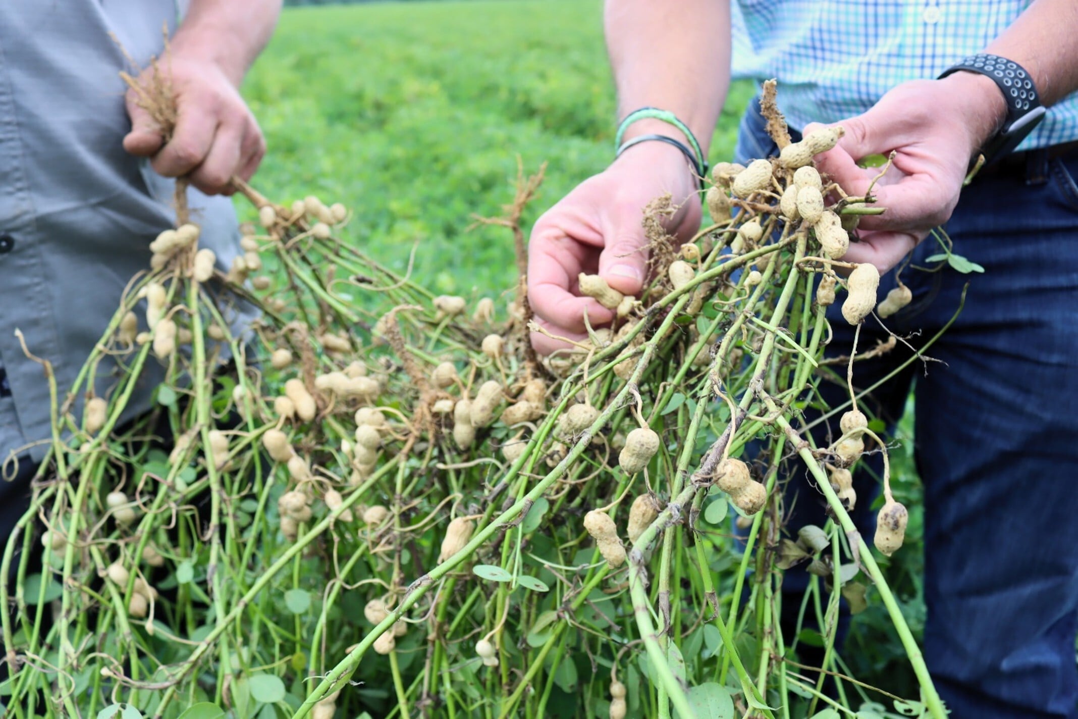 CBR and Leaf Spot in Peanuts: Two Diseases, Two Battles