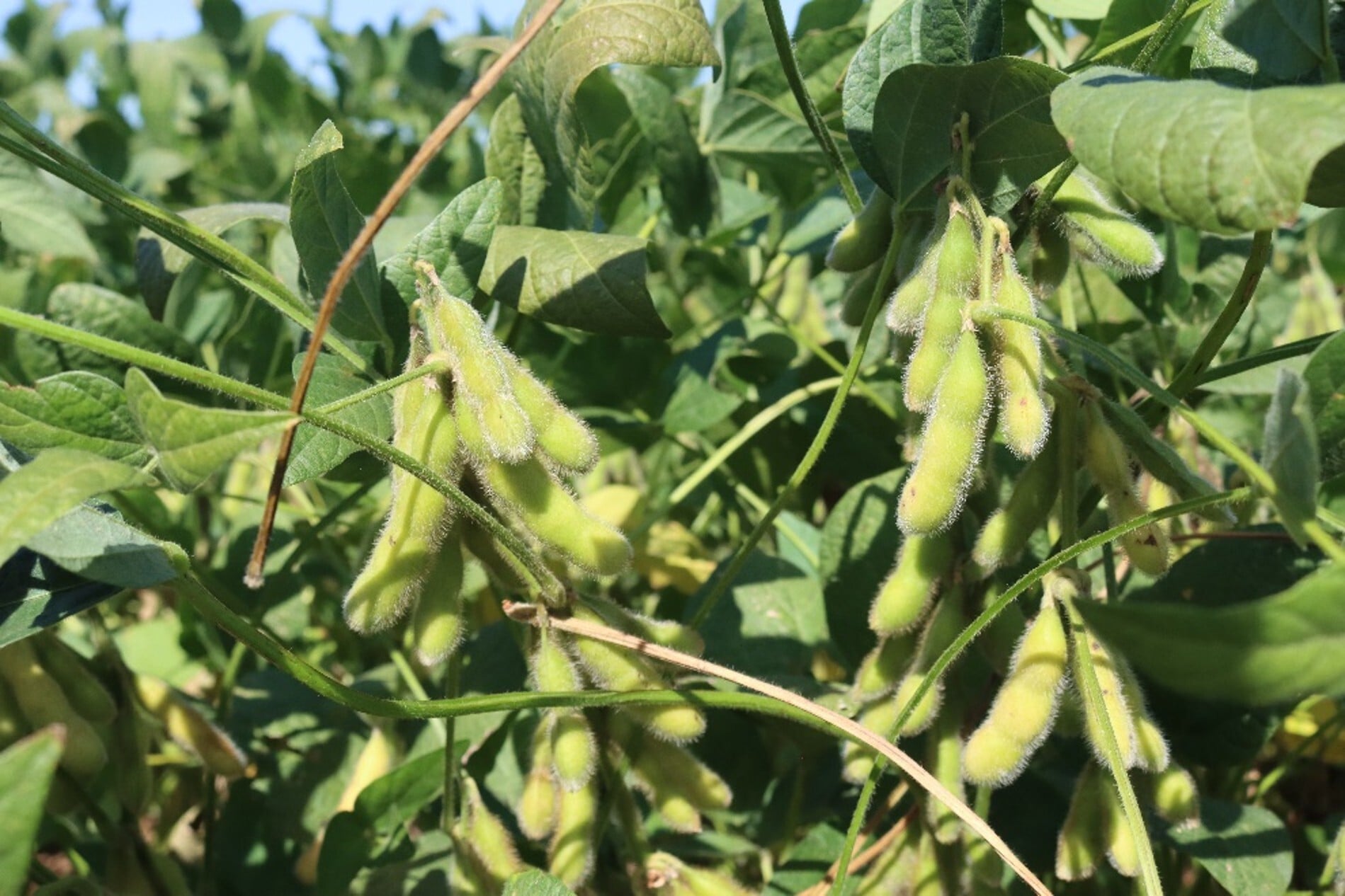 Fight Back Against White Mold in Beans and Chickpeas