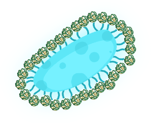 Biological Allosperse Structure