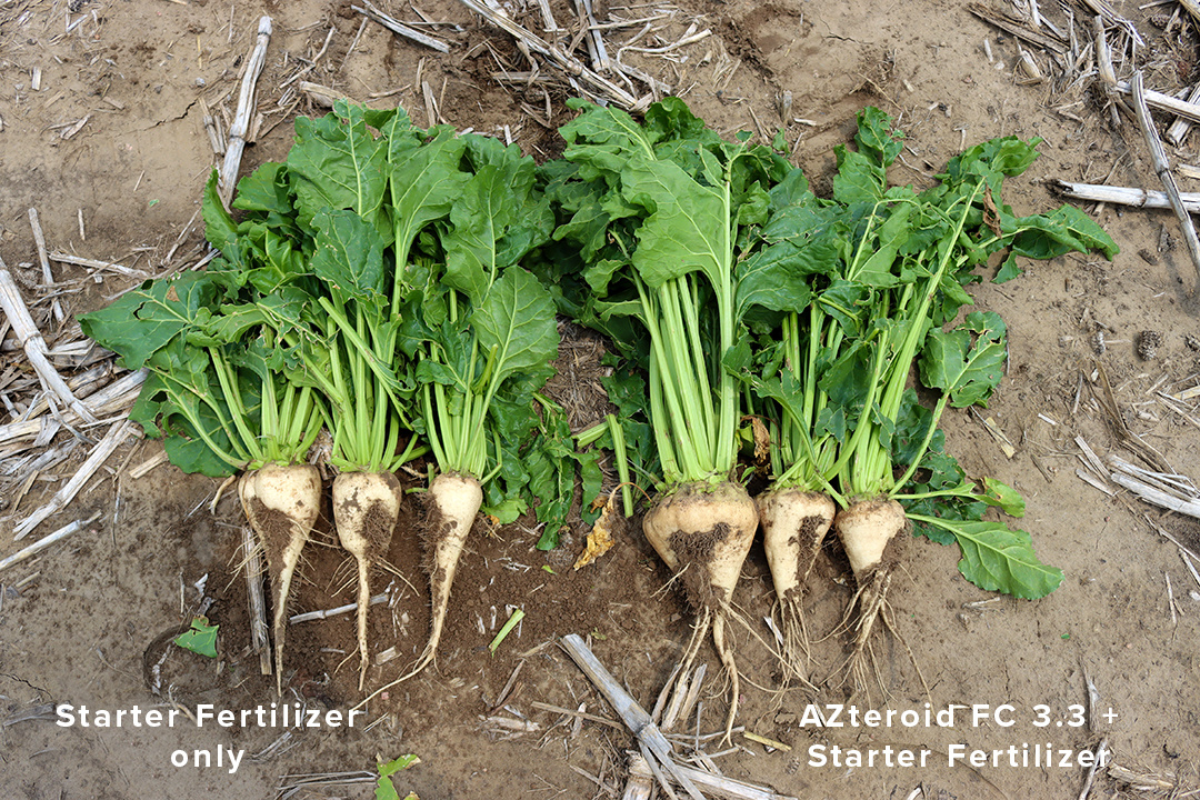 CO Sugarbeet Comparison