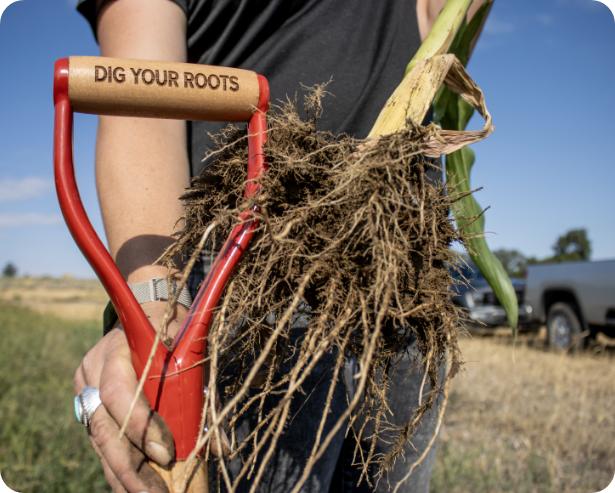 Hand holding up a corn stalk and shovel with engraved text on the handle that says Dig Your Roots 2x