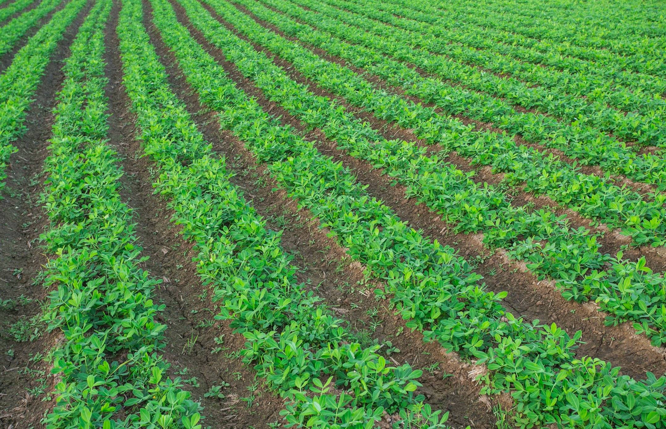 Upgrade Your Peanut and Cotton Programs