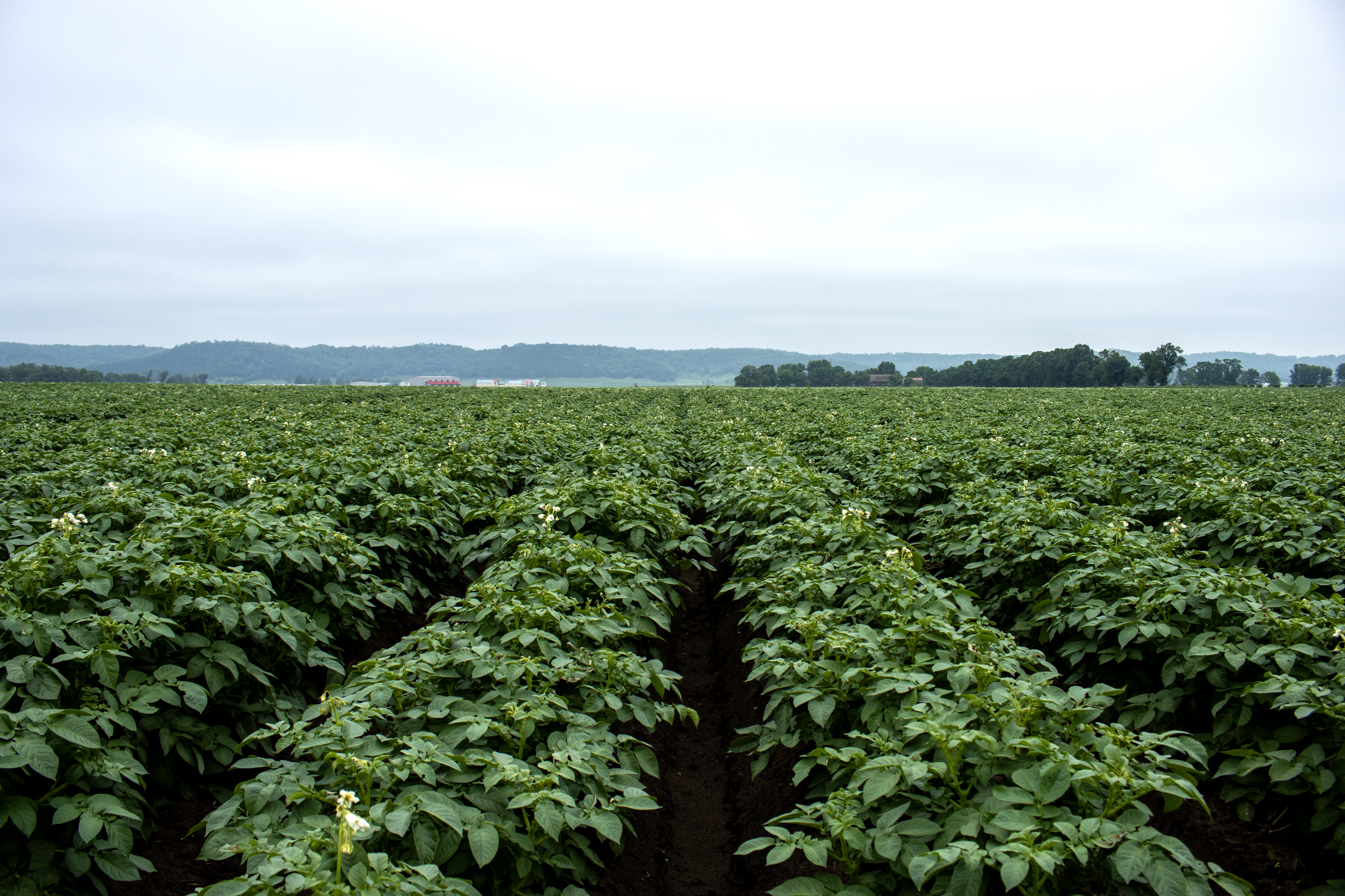 Launch of Averland® SM Expands In-Season Nematode Control in Potatoes