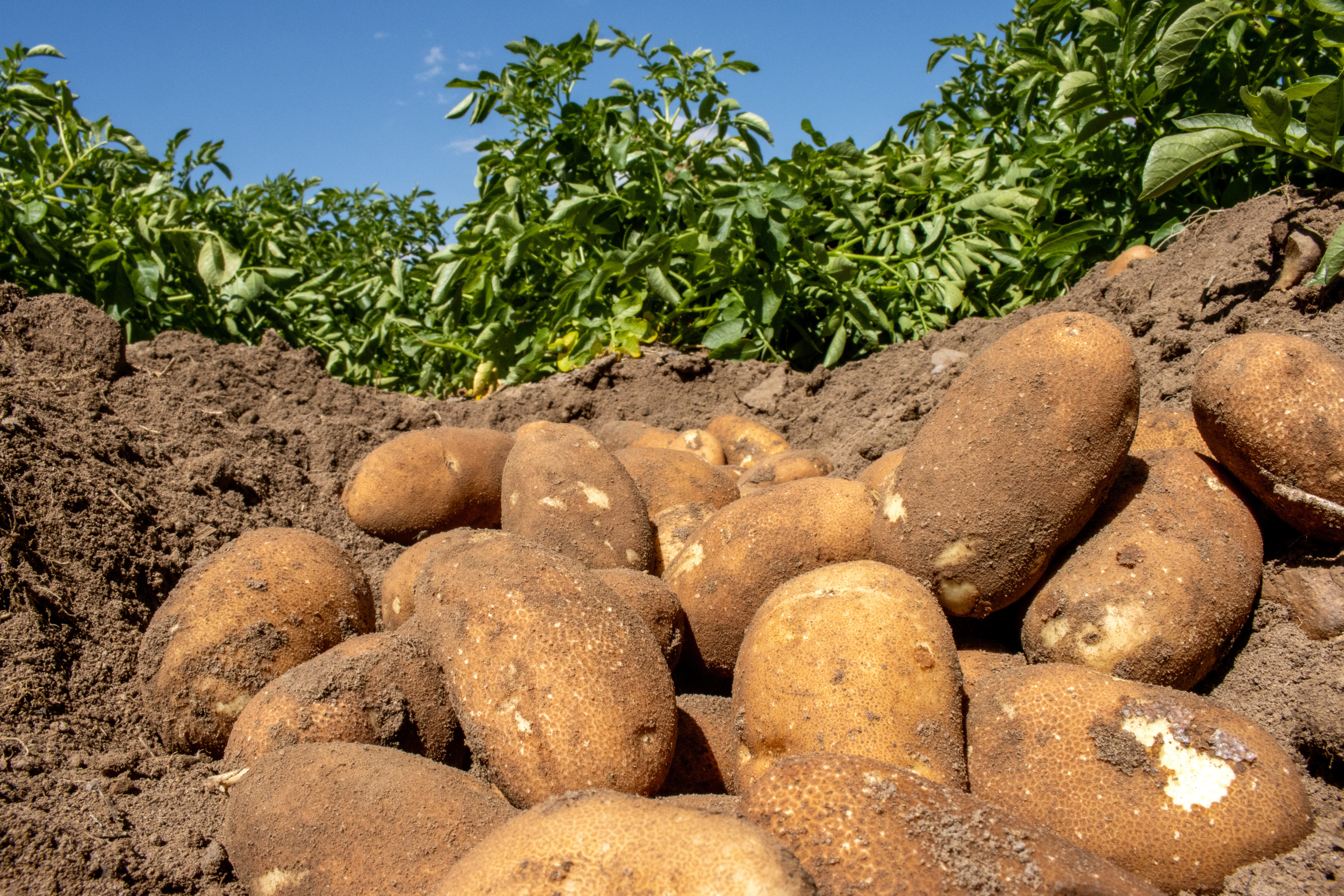Season-Long Potato Protection