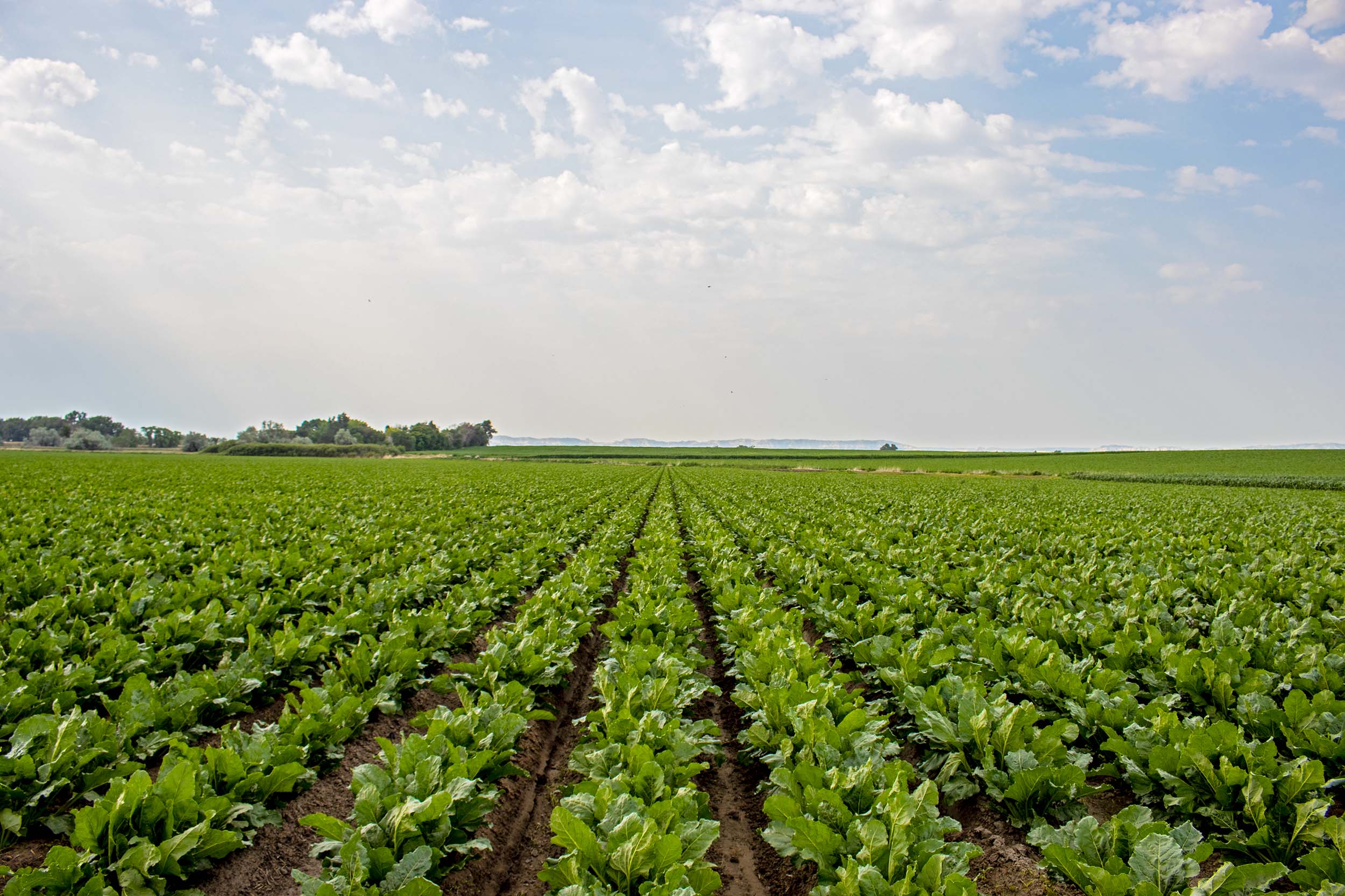 Cercospora Leaf Spot in Sugarbeets: What Every Grower Needs to Know