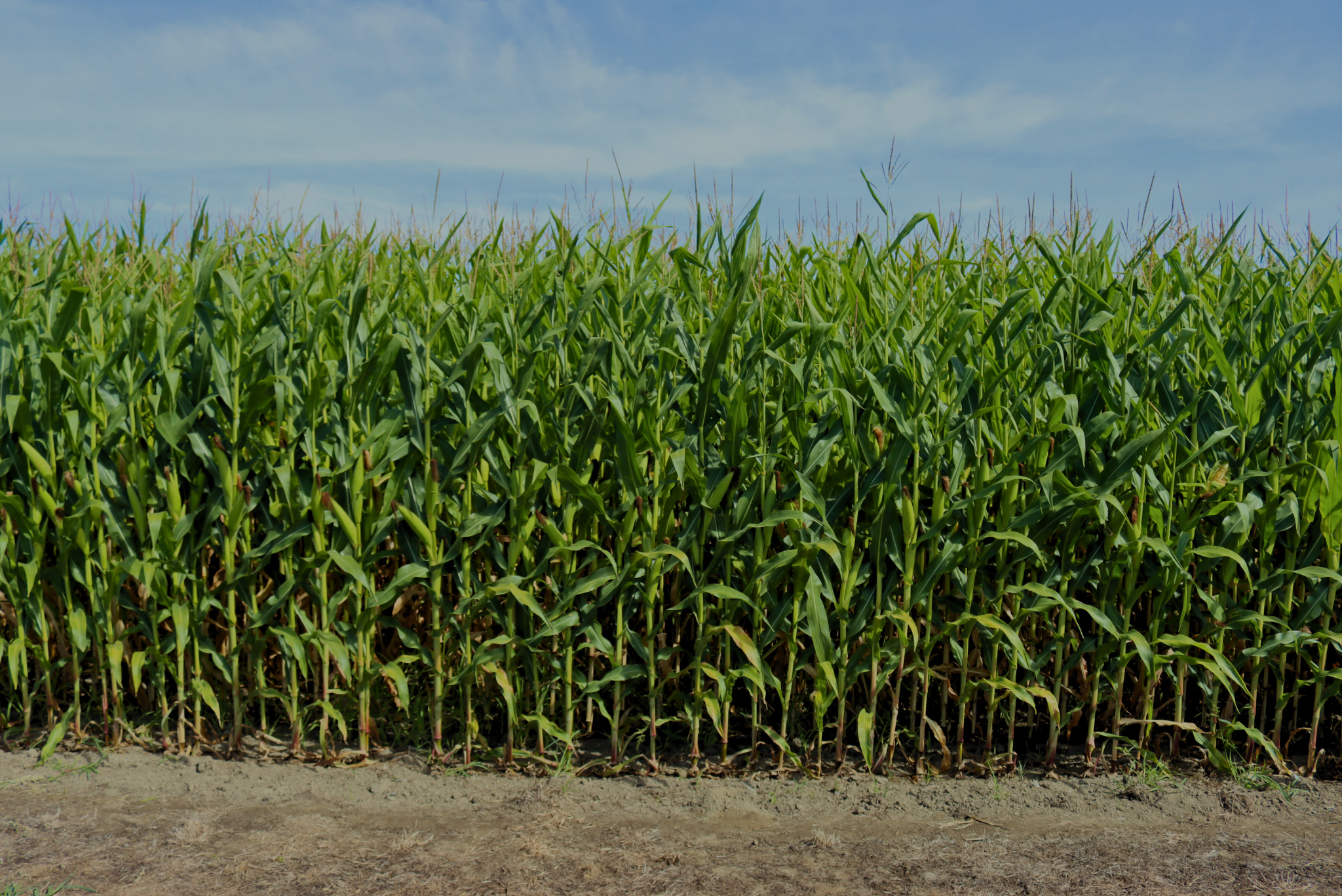 Launch of Bifender® SM Expands In-Season Soil Insect Control for Corn